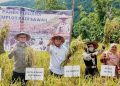 Pj Bupati Busel Panen Perdana Padi Sawah