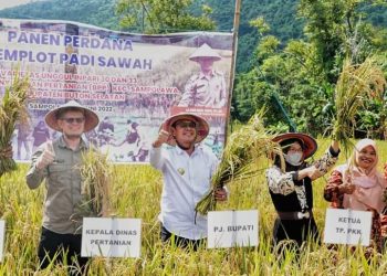 Pj Bupati Busel Panen Perdana Padi Sawah