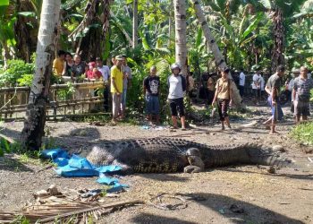 Warga di Buton Tangkap Buaya Berukuran Besar