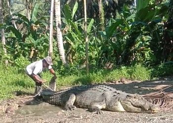 Cerita Usman, Warga Buton Penangkap Buaya Berukuran Besar Hanya Seorang Diri