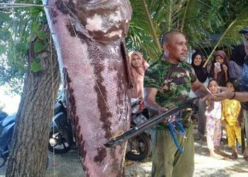 Nelayan Buton Tangkap Ikan Kerapu Raksasa
