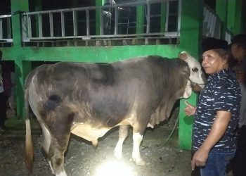 Presiden Jokowi Sumbang Sapi Kurban Berat 1 Ton di Kabupaten Buton