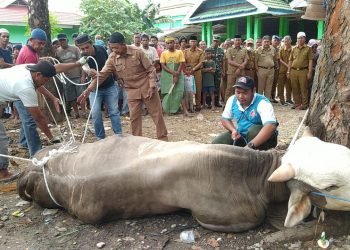 Penyembelihan Sapi Kurban Presiden Jokowi Jadi Tontonan Warga Pasarwajo