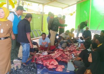 Sapi Kurban Presiden Jokowi di Buton Hasilkan 250 Kantong Daging