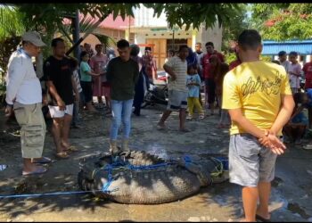Hampir Menerkam Ibu-Ibu, Buaya Berukuran 3,5 Meter di Buton Ditangkap Warga