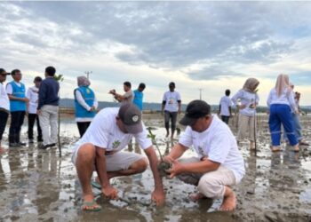 Hijaukan Kawasan Pesisir, PLTMG Baubau Tanam 550 Bibit Pohon Mangrove