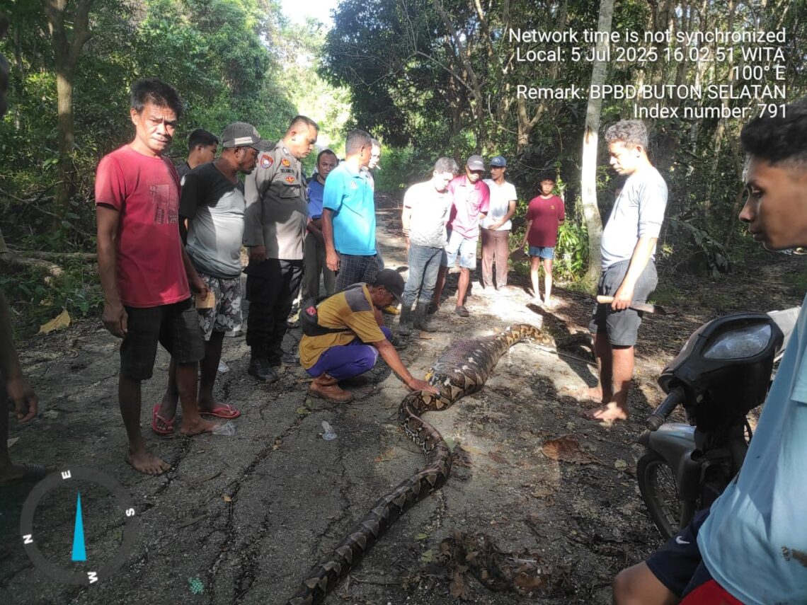 Kondisi ular yang menelan warga Majapahit, Buton Selatan, Sabtu (5/7/2025).