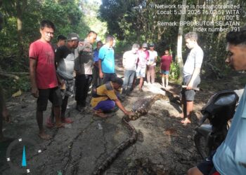 Warga Majapahit Tewas Dievakuasi dari Perut Ular Piton Sepanjang 8 Meter